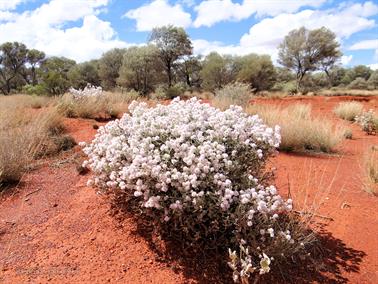 Wildflowers, Sandstone, Western Australia - 2